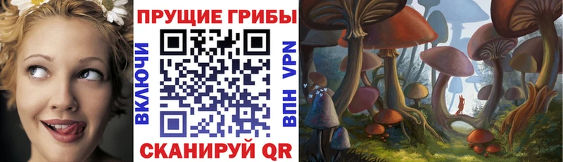 купить наркоту блэк спрут зеркало Галлюциногенные грибы Psilocybine cubensis Жиздра